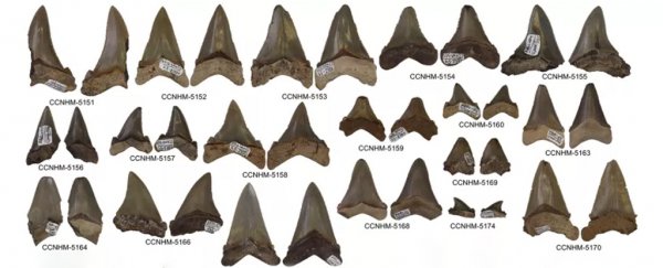 24-million-year-old nursery for baby megasharks discovered in South Carolina