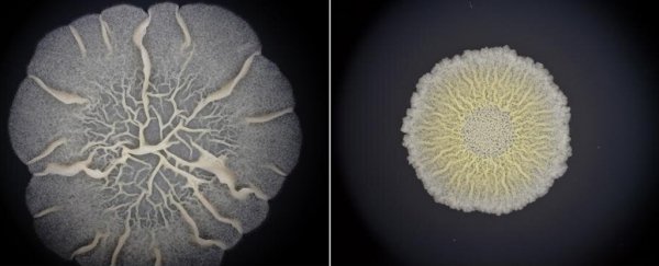 The very first forms of life may have been more animal-like than we ever realised