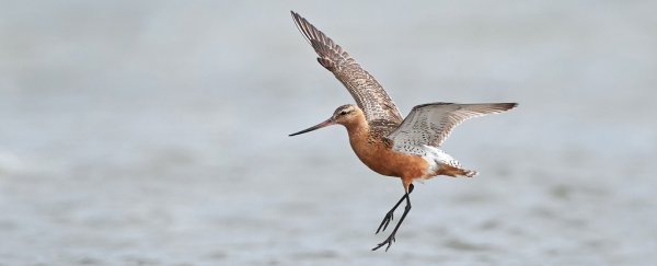 Bar-tailed godwit breaks record by flying nonstop from Alaska to New Zealand