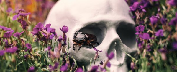 Insects play a key (and also icky role) in decomposition by turning corpses into bones