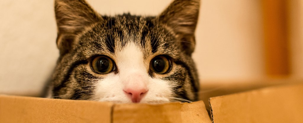 ¿Podría existir el gato de Schrödinger en la vida real?  Los físicos pronto lo descubrirán