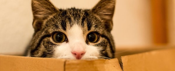 Could Schrödinger's Cat Exist in Real Life? Physicists may soon find out