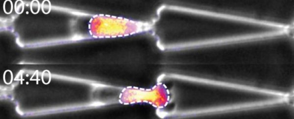 Amazing footage reveals human cells squeezing through impossibly tight spaces