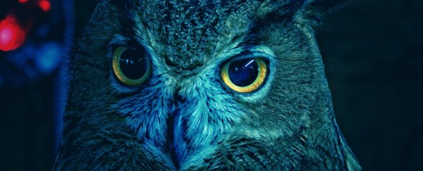 Special Type of DNA in Owl Eyes May Be a 'Lens' That Supercharges Night Vision