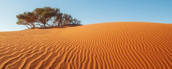 Earth's 'barren' deserts actually have millions of trees, surprising data reveal