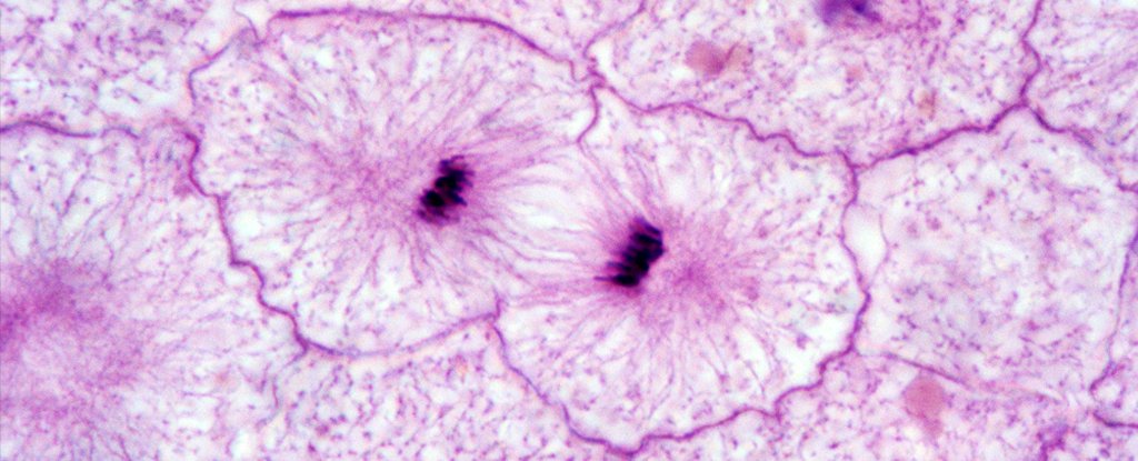 Cell division. 