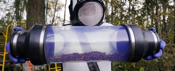 The first nest of giant 'murder hornets' discovered in the US has been eradicated