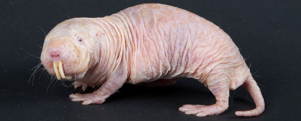 Naked Mole Rats Have Been Caught Kidnapping Other Mole Rat Babies, And It  Gets Creepier