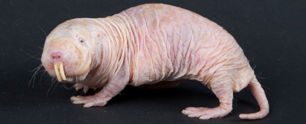 Naked mole rats have been caught kidnapping other mole rat babies, and it gets creepier
