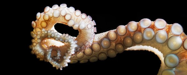 Octopuses can taste you with their arms. Here's how that's possible