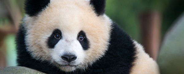 Wild pandas have been caught mating on film for the first time - and it's not pretty