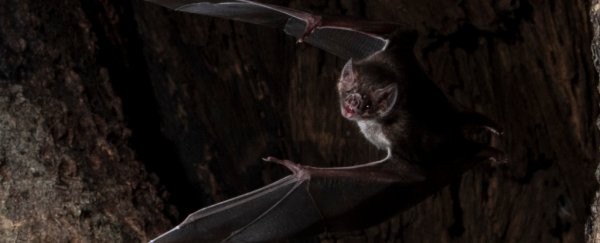 Even Vampire Bats Socially Distance Themselves When They Feel Sick