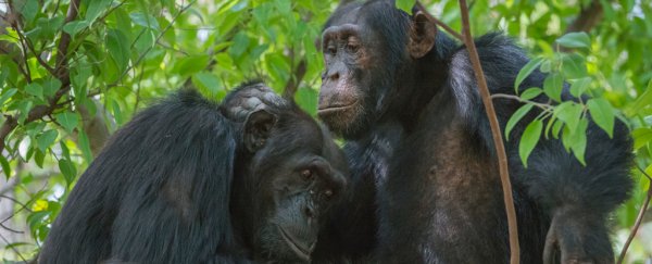 Just like humans, chimps focus on high-quality friendships in old age
