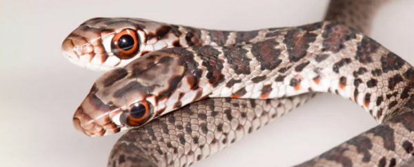 Two-headed snake discovered in Florida reveals rare natural phenomenon
