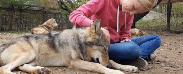 Adult wolves get attached to their humans just like dogs do