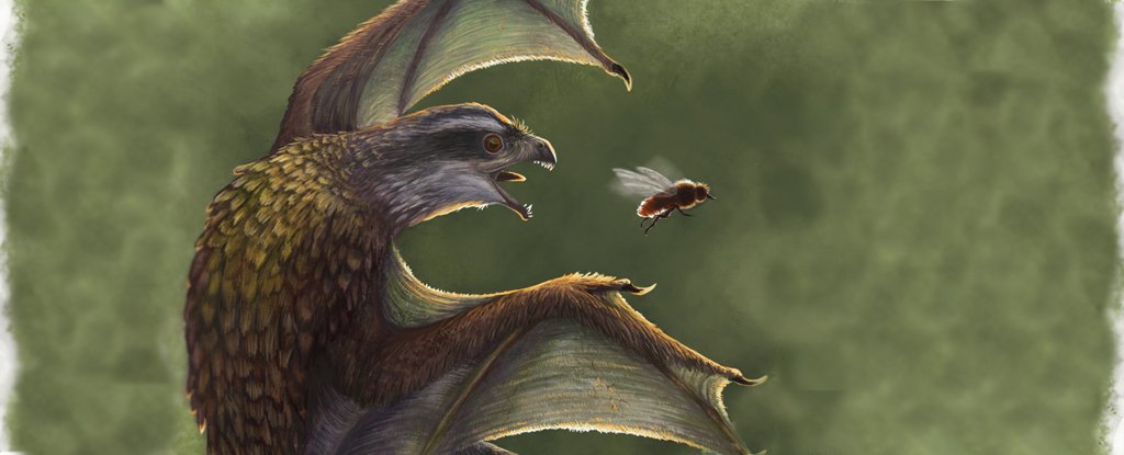 These Tiny, Little-Winged Dinosaurs Were Probably Worse at Flying Than Chickens - ScienceAlert