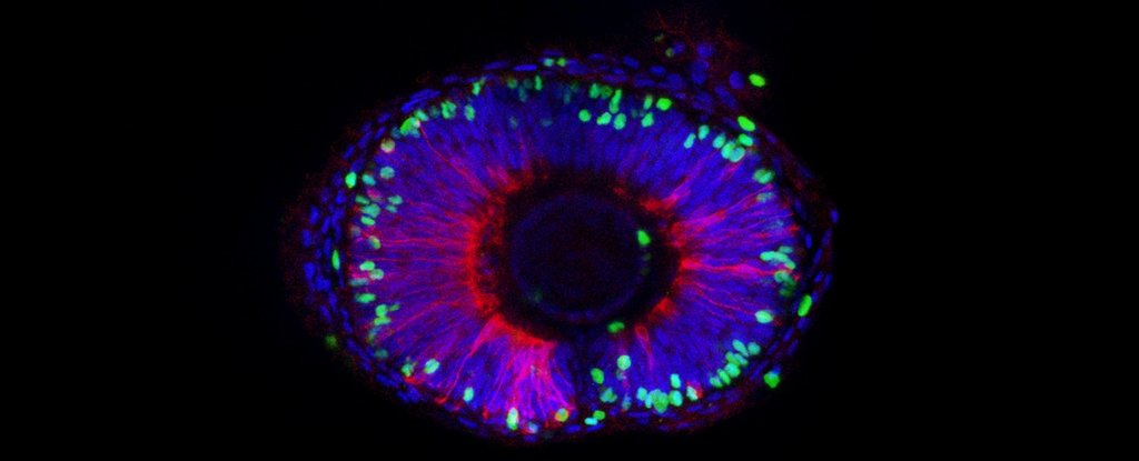 Falsely coloured micrograph of a zebrafish embryo eye. 