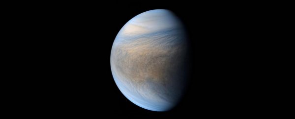 Venus might have been a temperate habitable world if it wasn't for Jupiter