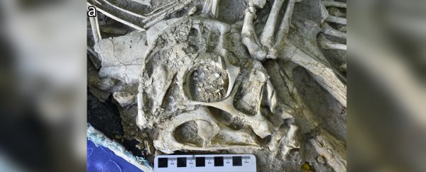 This newly discovered parrot-like dinosaur lost a finger to evolution