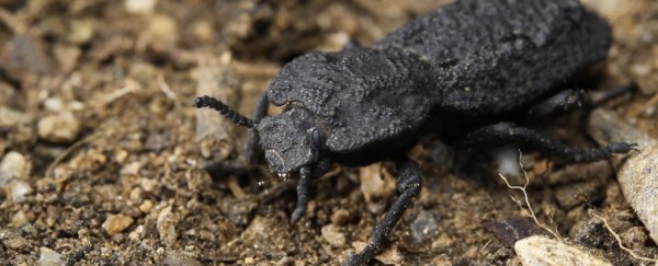 This beetle's shell is so diabolically tough it can be driven over. Now we know how