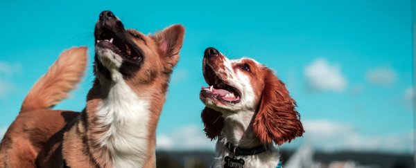 Our canine best friends were surprisingly diverse already 11,000 years ago