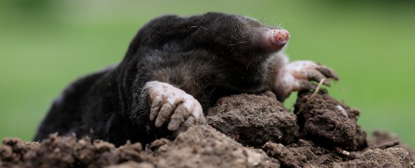 Female moles grow testicles to fight through their brutal underground existence