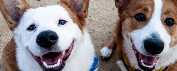 Sorry, but dogs may prefer the faces of other dogs to those of humans