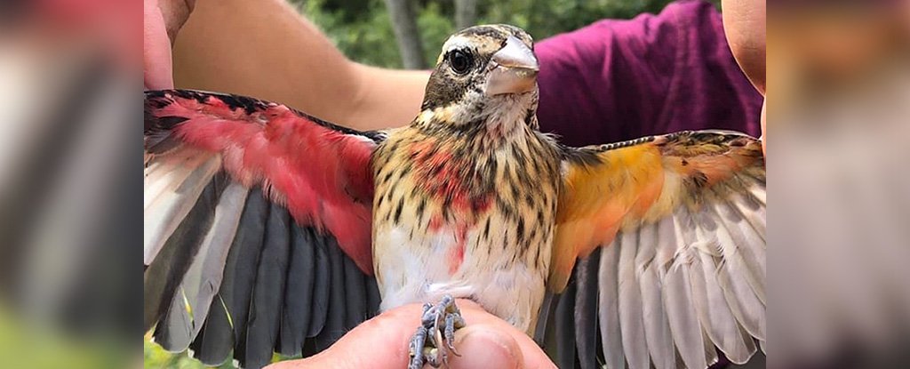 Los biólogos encuentran un pájaro espectacular que es tanto masculino como femenino, dividido por el medio Grosbeak_with_two_different_coloured_wings_1024