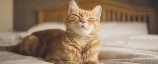 A cat squints its eyes while laying on a bed.