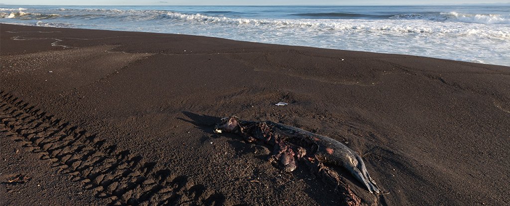A dead larga seal on Khalaktyrsky beach, Kamchatka. 