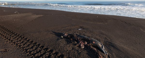 Authorities investigate mass deaths of sea life off the coast of Russia