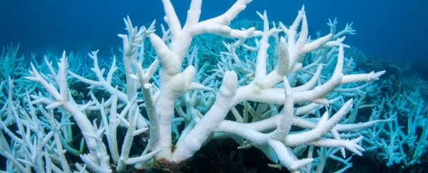 Since 1995, we've lost more than 50% of Great Barrier Reef corals