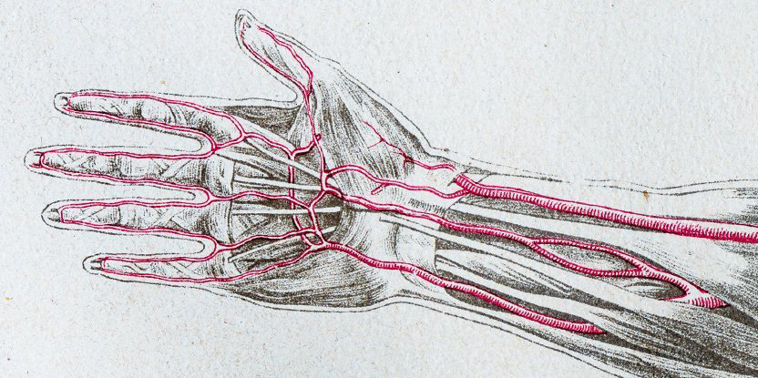 median artery persist body