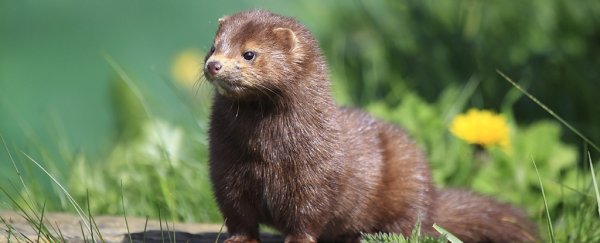 COVID-19 has caused over 1 million mink to be killed due to culling at fur farms