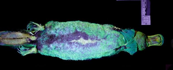 The mystery of the platypus deepens with the discovery of its biofluorescent fur