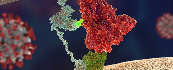 Researchers discover a second 'key' that makes the new coronavirus so infectious