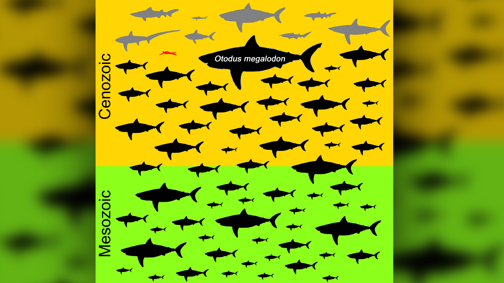 shark genera sizes and megalodon