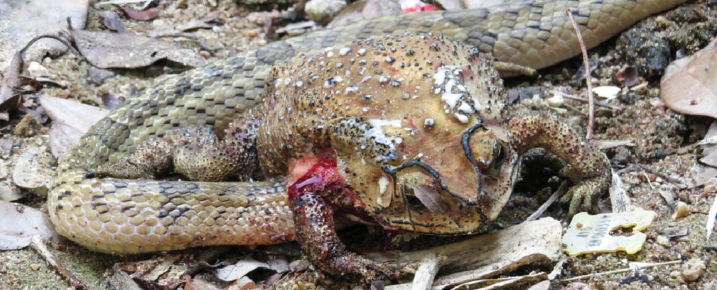 A Small-banded kukri snake with its head inside an Asian black-spotted toad. 