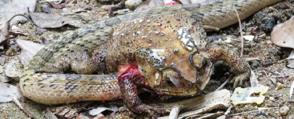 Snakes have been found slicing open live toads and devouring their organs one by one