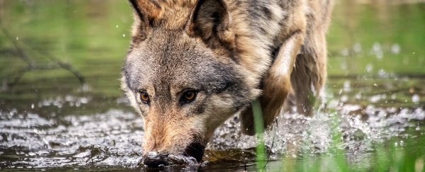 Trump administration just ended gray wolf protections against advice of scientists