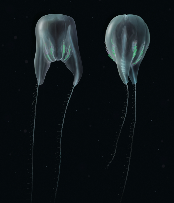 010 ctenophore 2