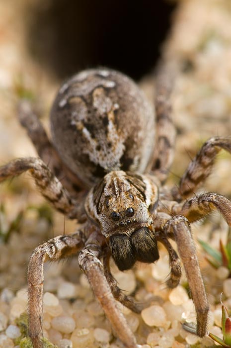 Alopecosa fabrilis female. (Michael Hohner/Wiki/CC By 3.0)