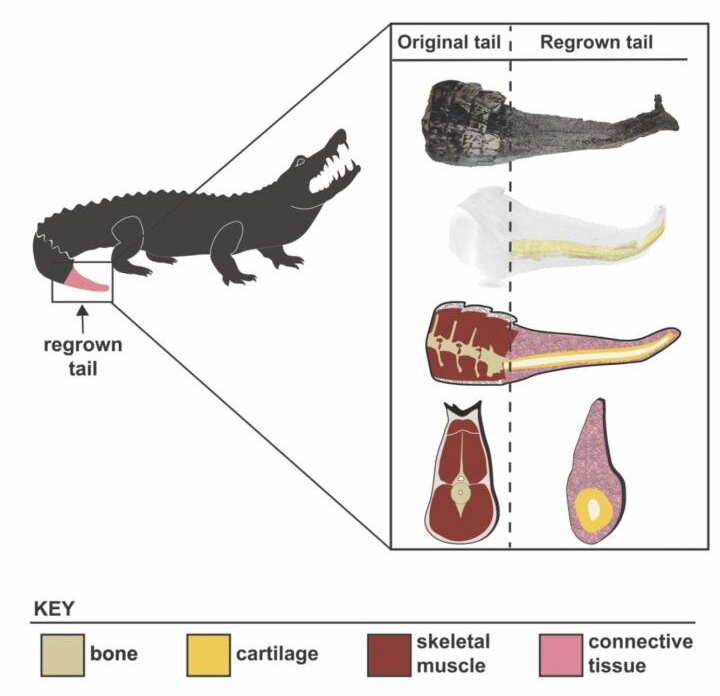 RegeneratedAlligatorTailAnatomy