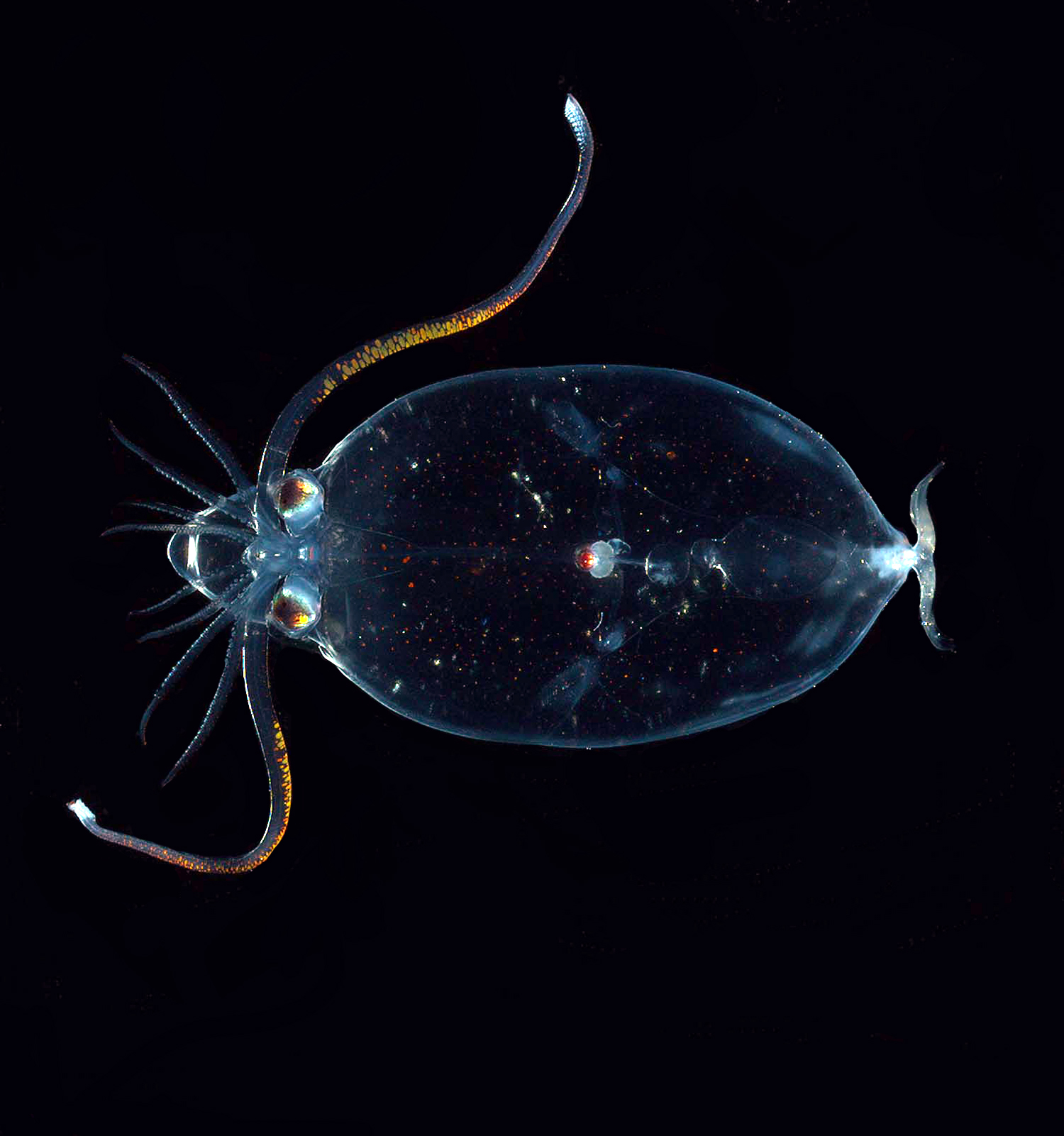 Unha especie de cránquido visto a través dun filtro de luz polarizada. Fonte: NOAA.