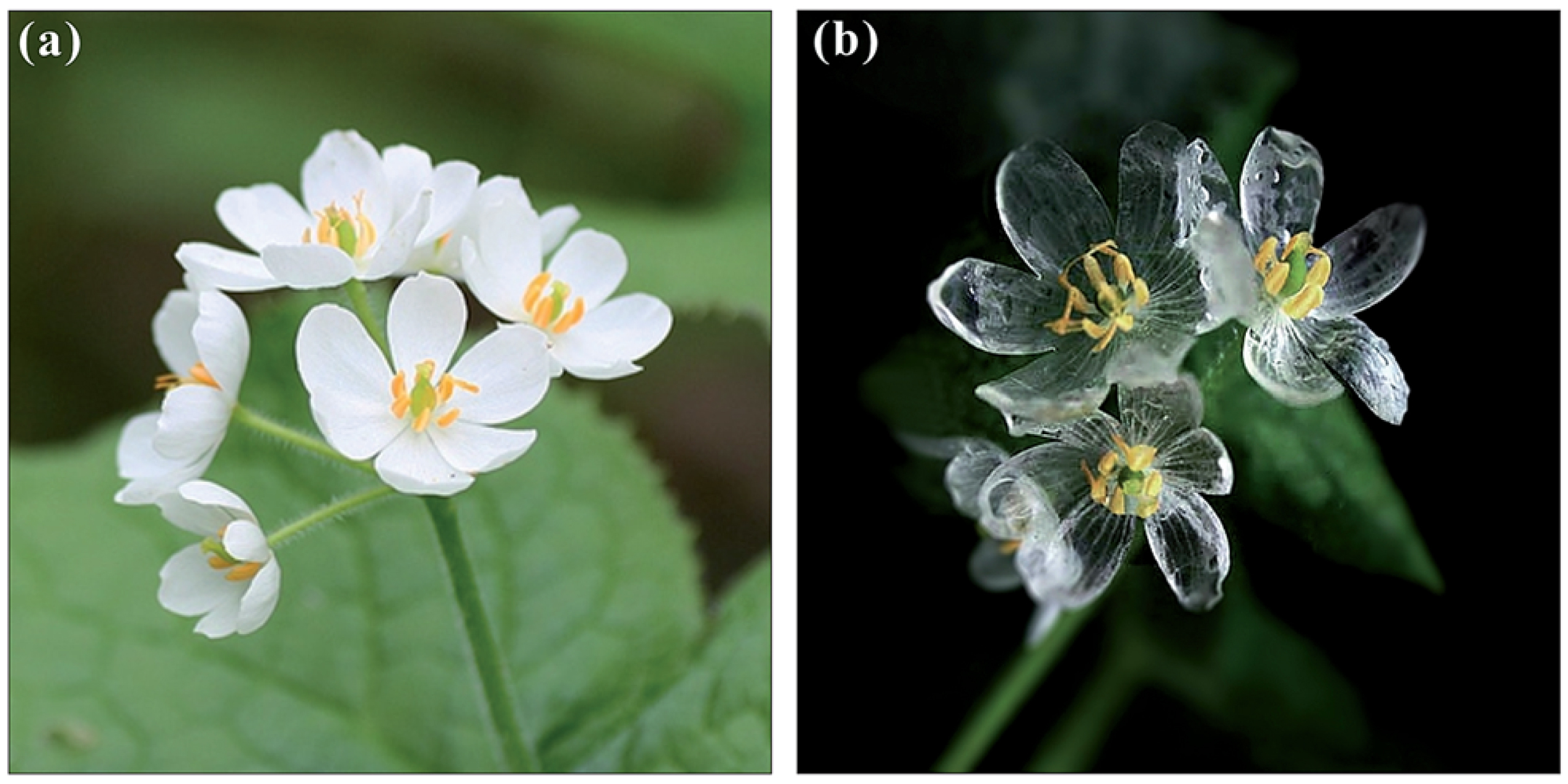 A flor, cando está seca (a), e cando se molla (b). Fonte; Yong et al., Journal of Materials Chemistry A, 2015.