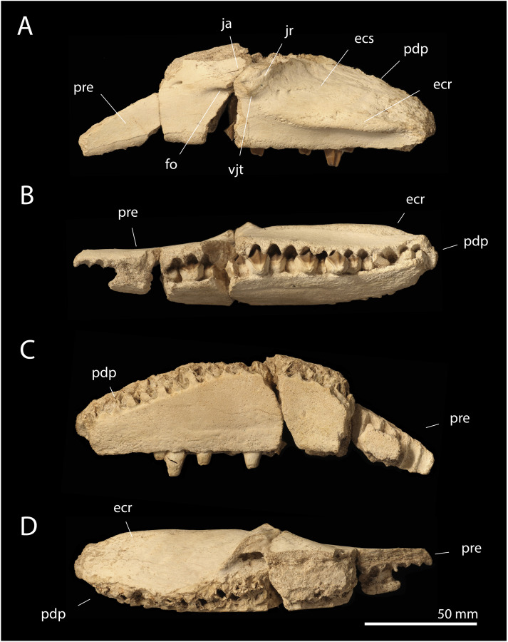 Ajnabia teeth