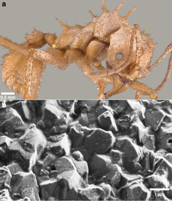 close up of the ant bioarmour