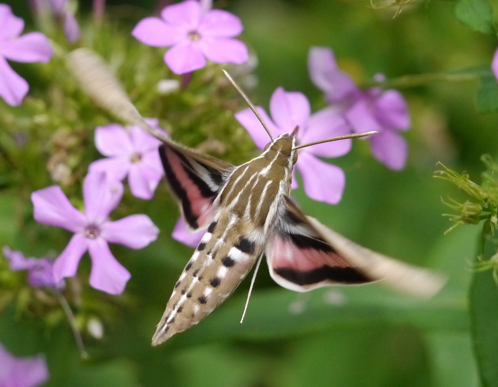 A moth like the White-lined Sphinx (Hyles lineata), was also depicted in the cave. (xpda/iNaturalist/CC BY-SA 4.0)