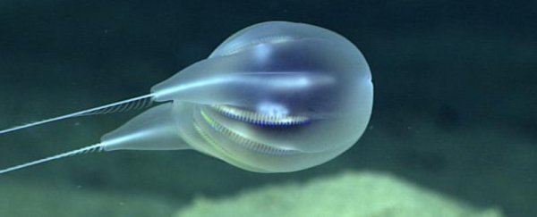 Scientists confirm entirely new species of gelatinous blob from the deep, dark sea