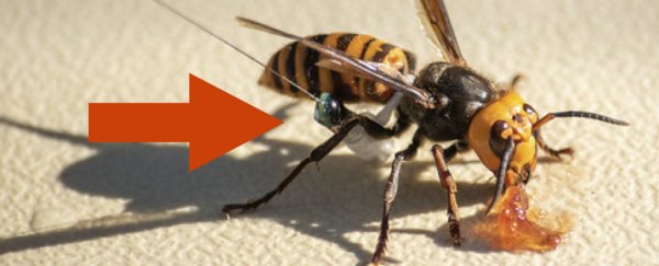 Here's the genius trick USDA is using to infiltrate nests of giant 'murder' hornets